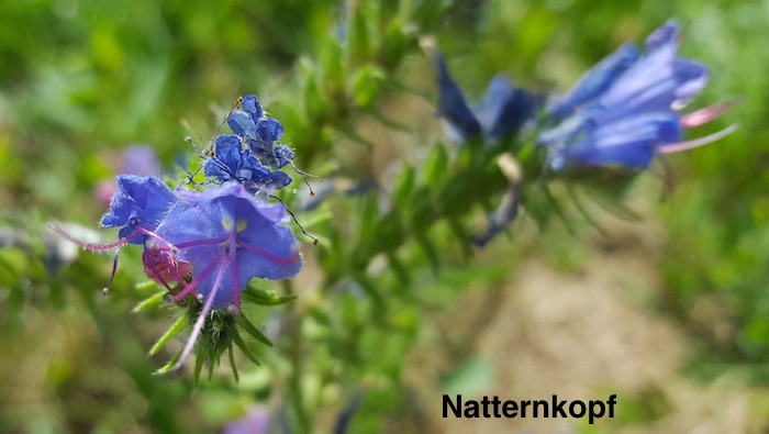 Natternkopf_20160718_122510_700x395.jpg