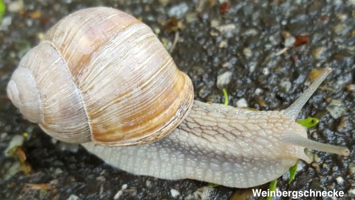 Weinbergschnecke_20160524_164738_700x395.jpg