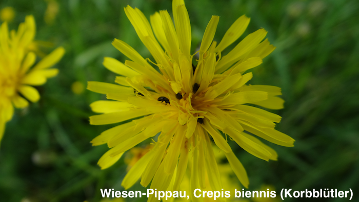 Wiesenpippau700x395.png